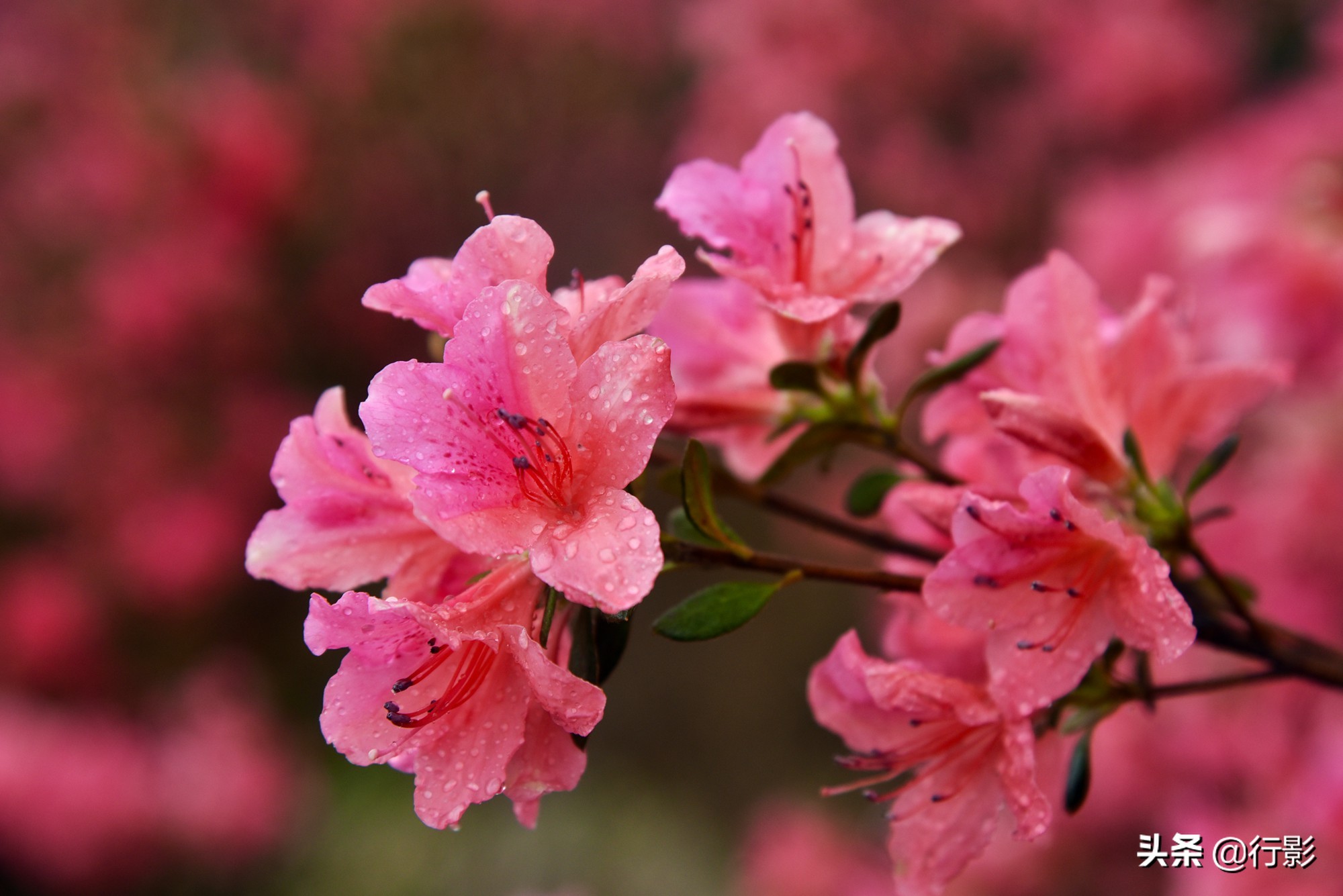 云雾山武汉,武汉汉口北打卡网红景点