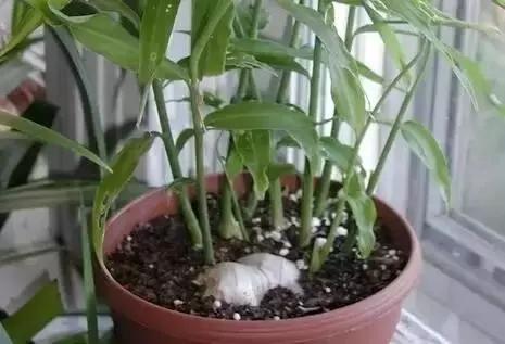 生姜怎么做才能让生姜发芽快,生姜生芽的方法