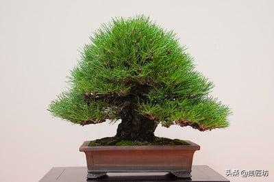 黑松盆景摘芽拔针图解 (黑松盆景针芽怎样修剪)