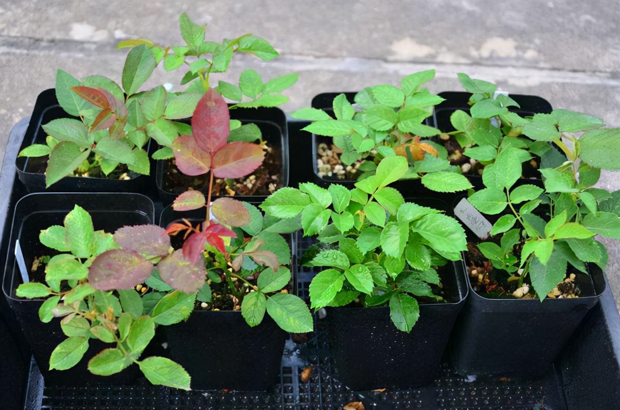 买花经验要牢记,网购花卉如何避坑