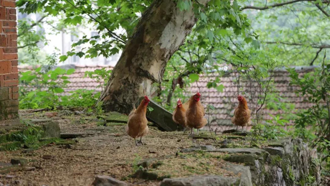 咸宁*毛老**巾厂的生活，几代人的青春