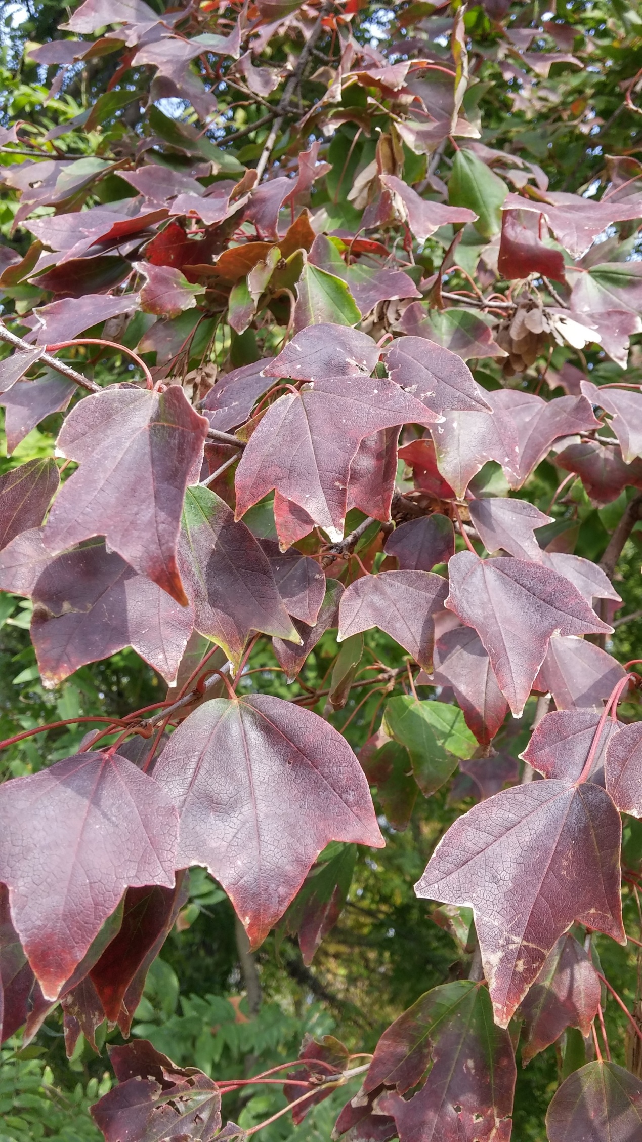 园林修剪的树枝怎么处理,园林树木修剪的五种基本方法