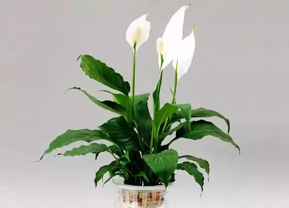 白掌不旺盛啥原因,白掌快速处理的方法如下