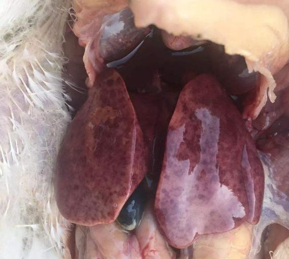 鸡包涵体肝炎案例,鸡包涵体肝炎病程多久