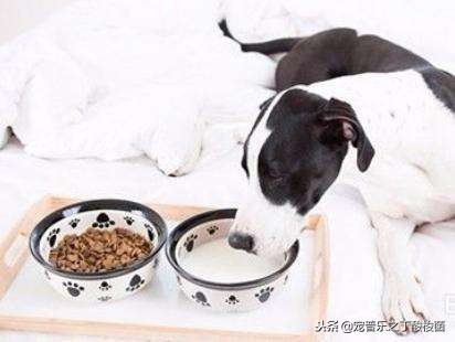 你知道狗狗每天要喝多少水吗,狗狗每天拉几次大便