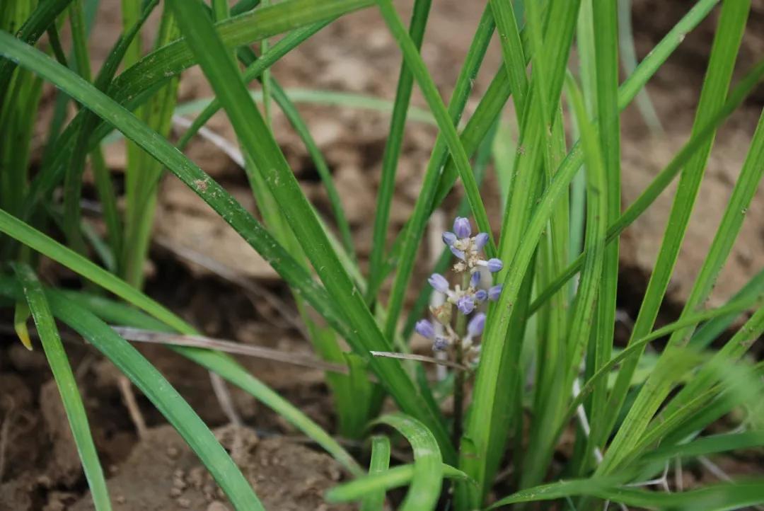 冬天常见中药植物图片及功效,花期长的草本植物图片