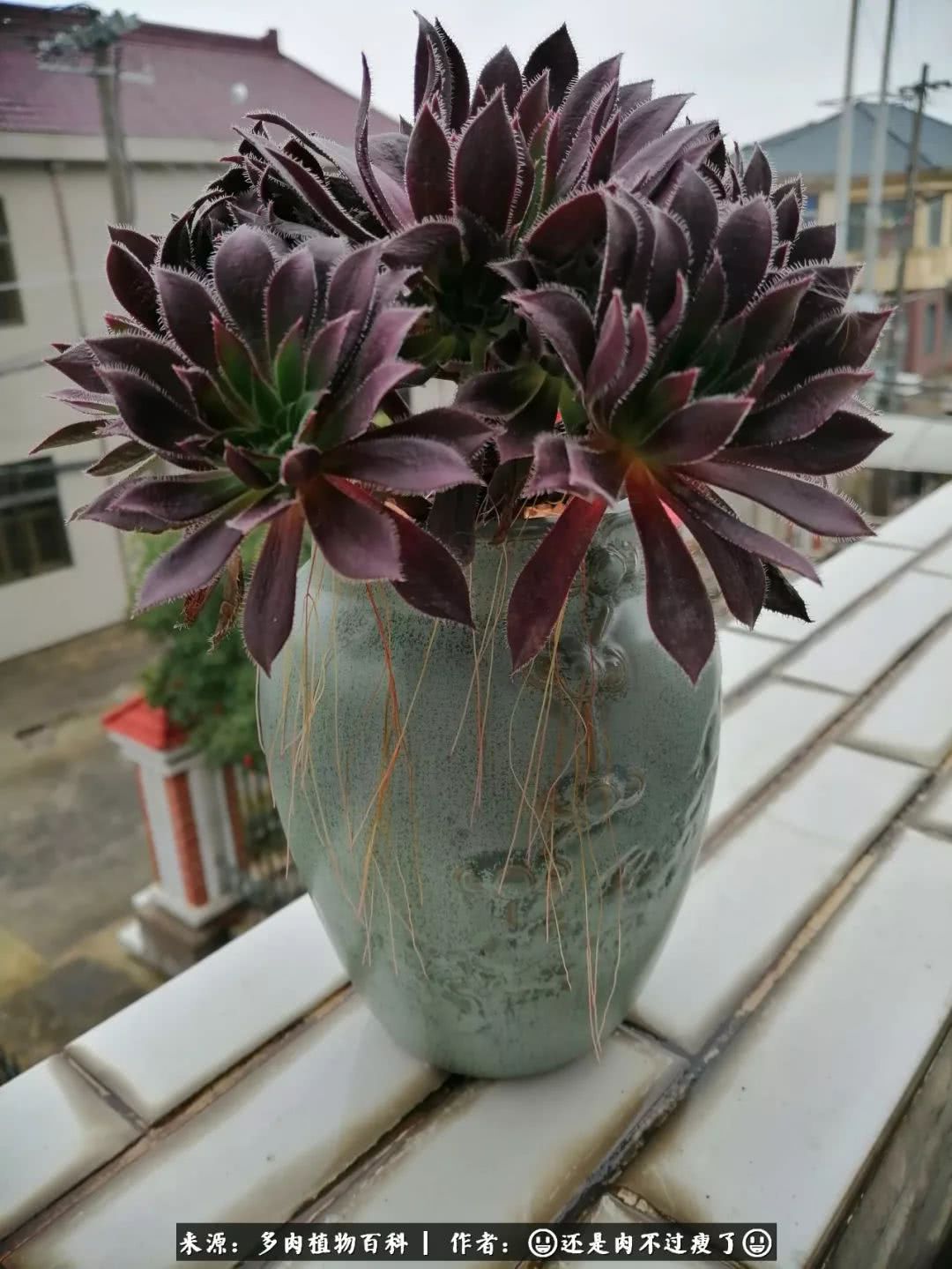 日照弘一法师,日照法师请师父