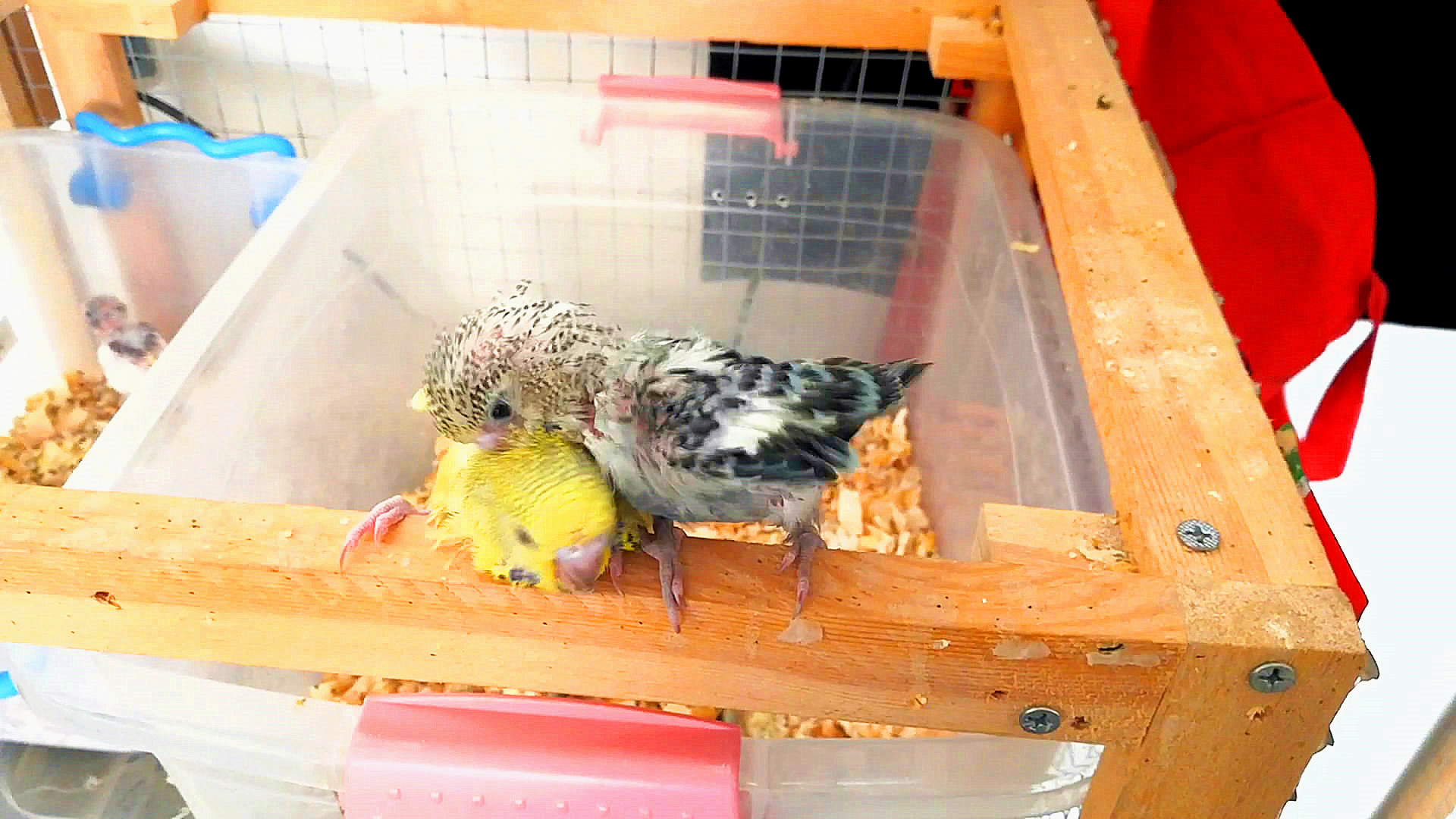 人工养殖鹦鹉注意事项,人工喂养小鹦鹉育雏