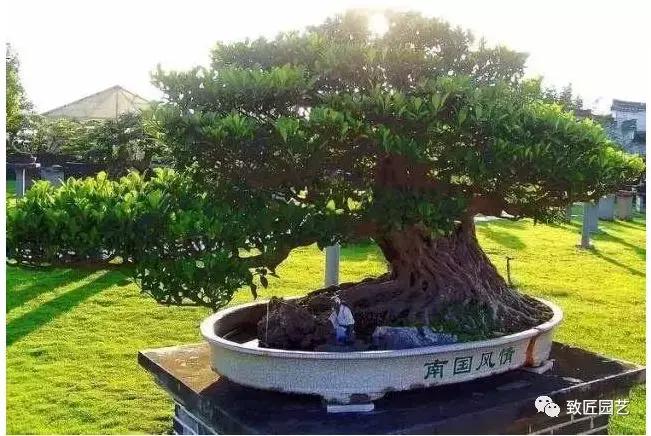 九款罕见名贵盆景懂行一眼就看上 (全世界最贵的100棵真柏盆景)