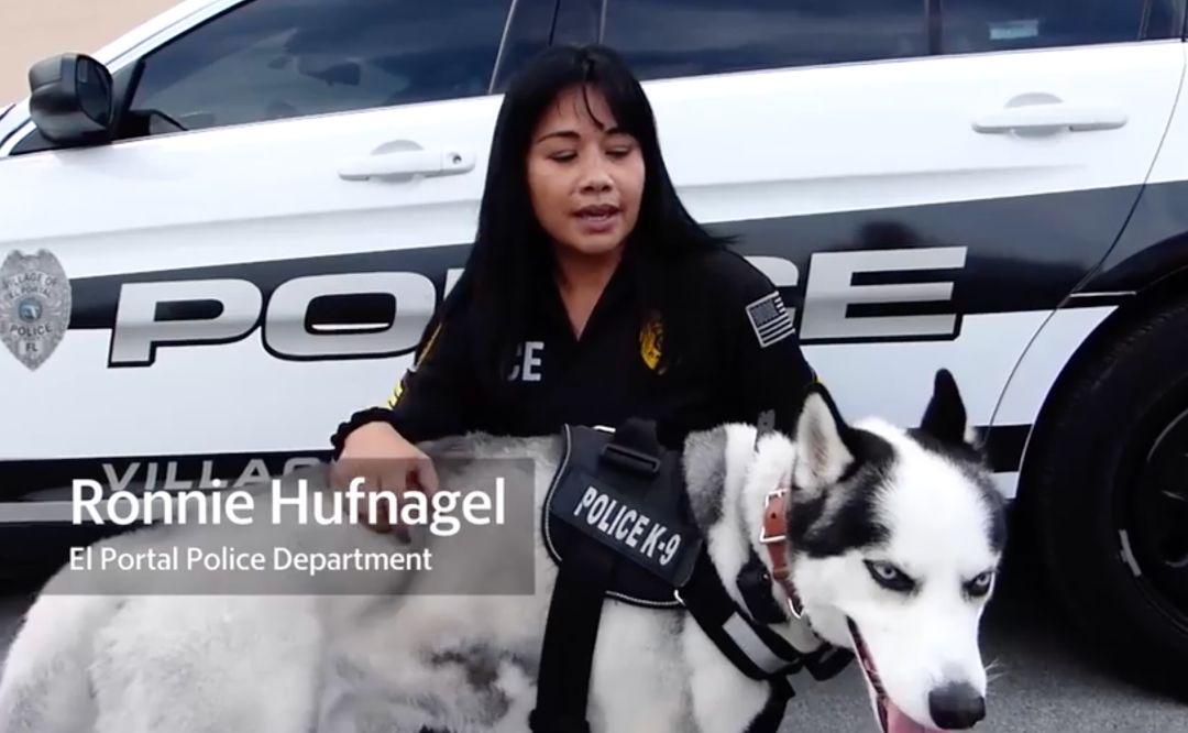 都说哈士奇不能当警犬，但有民警偏要试一试