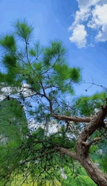 孙业广当代诗歌选