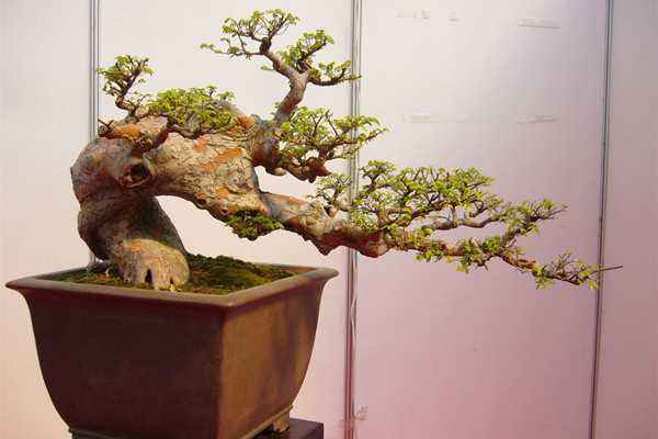 果树盆景院子,果树盆景种