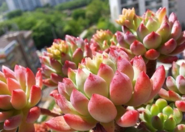 多肉叶片喷水有助上色吗,给多肉上色的最佳方法