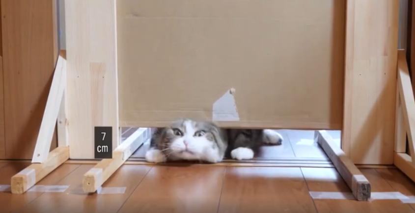 猫到底是不是用液体做的,猫咪到底是固体还是液体呢