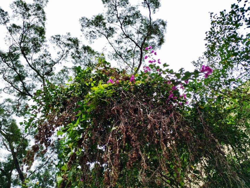 周日跟随珠海户外网板樟山游记