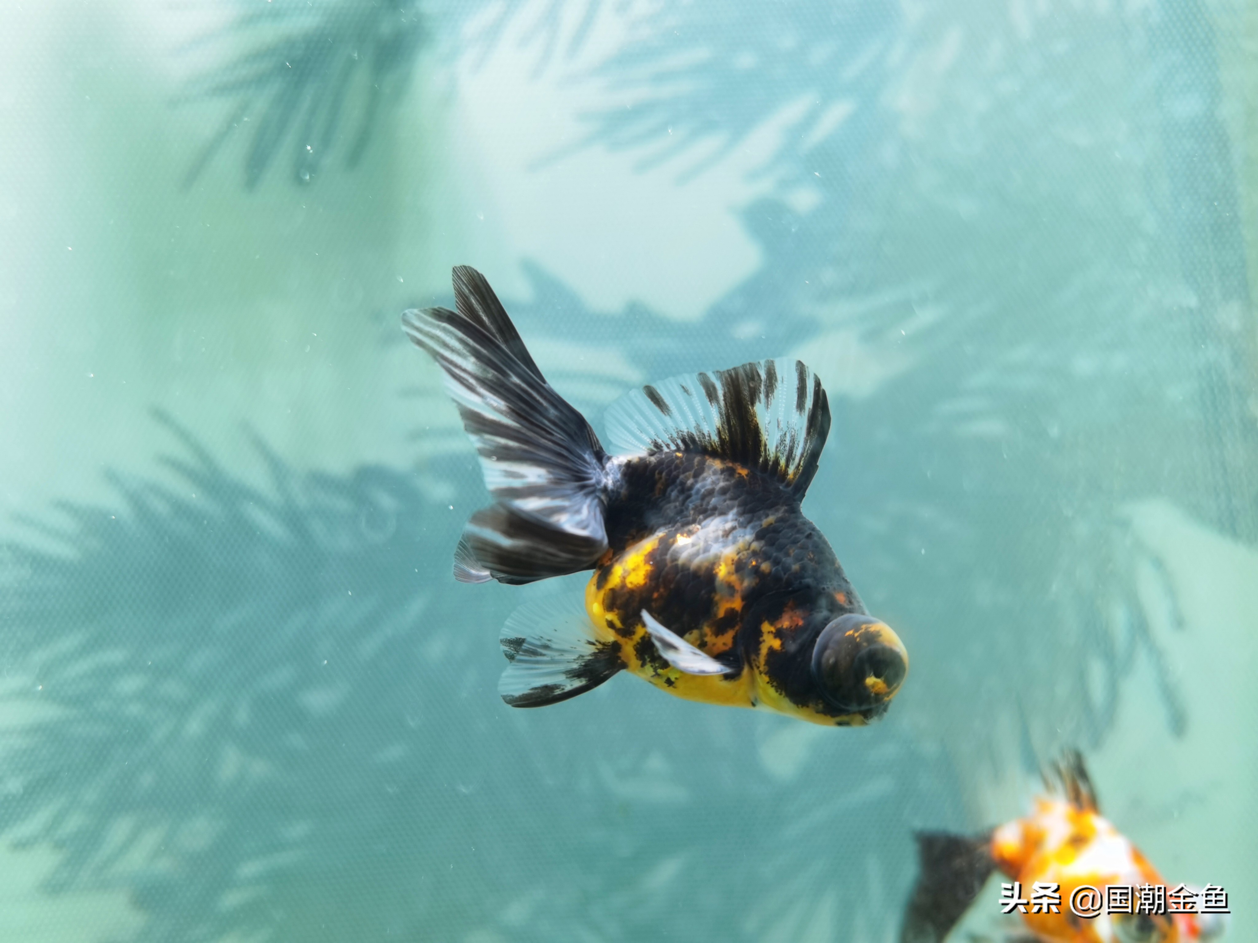 最好看的中国金鱼品种大全图片,金鱼能不能跟龙种金鱼混养