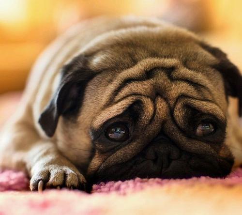 如果你有一只巴哥犬,那么不妨看看这篇文章,或许会收获许多