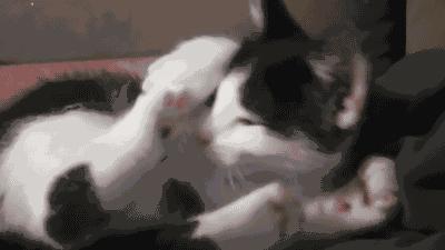 怎样写一份完美的养猫手册,新手养猫手册怎么写