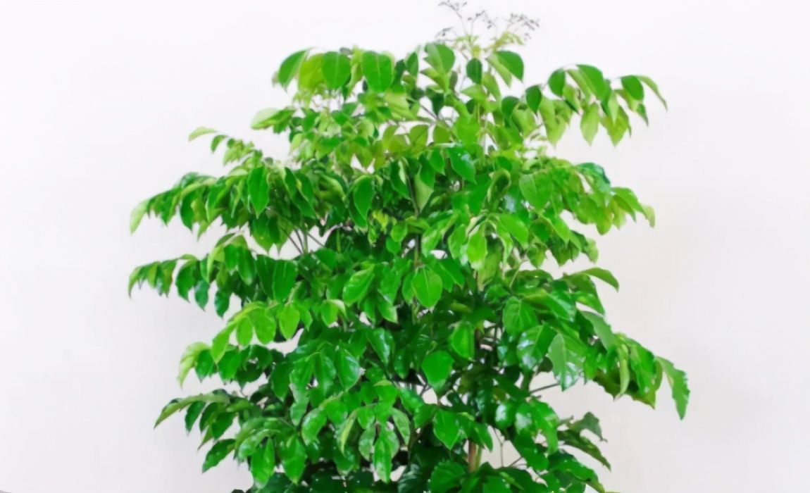 幸福树叶片发黄下垂是怎么回事,幸福树叶子干枯掉落怎么补救呢