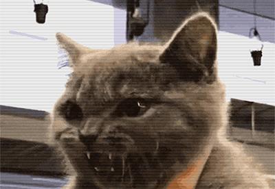 被流浪猫咬了24小时有什么事,被感染新冠的猫咬了一口