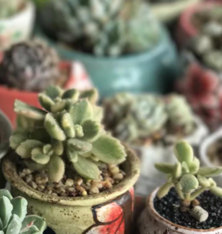 多肉熊童子叶片掉了怎么办,熊童子多肉快速版全部开花过程