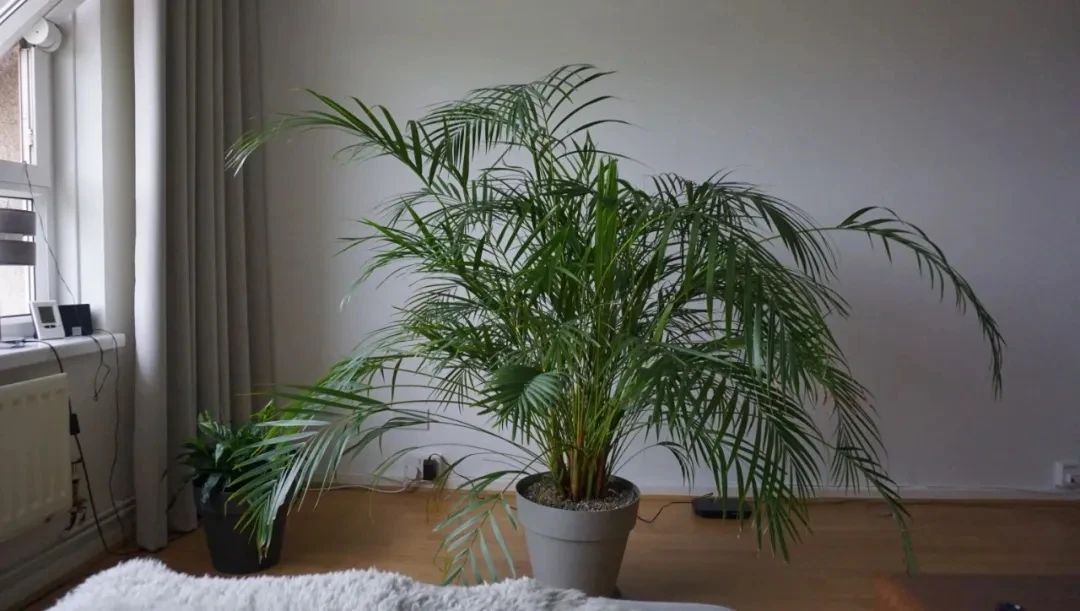 散尾葵室内发黄,室内花盆长的散尾葵黄叶怎么办