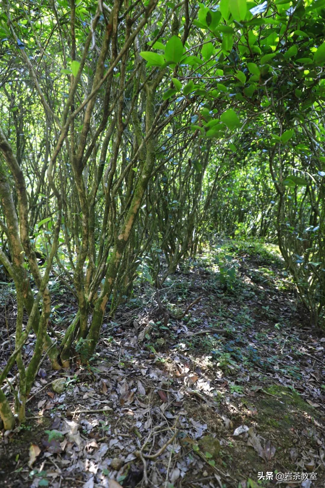 武夷山岩茶正岩山场详细介绍,岩茶玩家牛栏坑肉桂