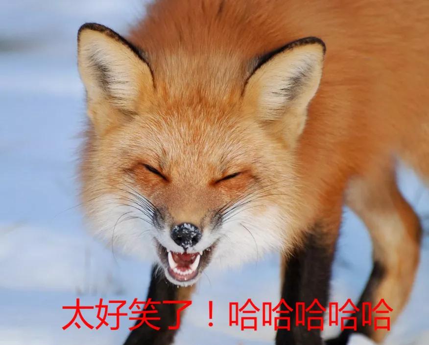 扒一扒德国本土犬你了解多少,扒一扒日本品牌山寨史