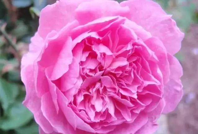 100种玫瑰图片大全,介绍100种不同品种的玫瑰视频