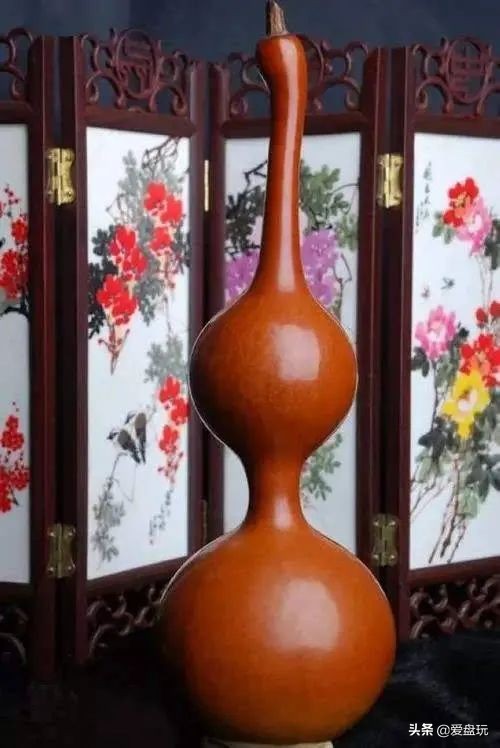 一把葫芦卖到上千上万，连种子都“千金难求”