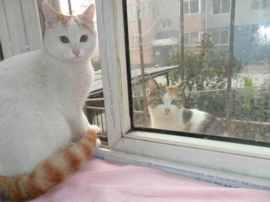 猫咪丢了最快找猫咪的方法,找回猫咪后应该怎么办