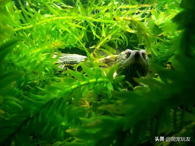 养水龟都需要准备什么,养水龟的正确方法和技巧