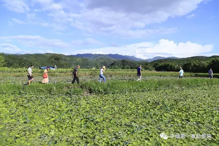 泰国顶级睡莲博士Dr.Nopchai版纳行，被勐景来圈粉