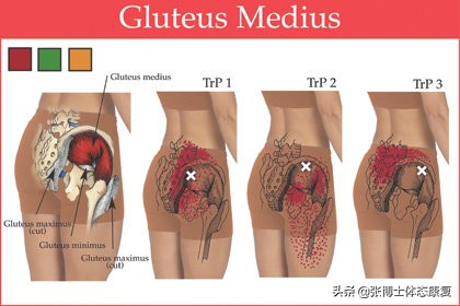 「译文分享」人体侧向子系统与单腿运动的稳定性
