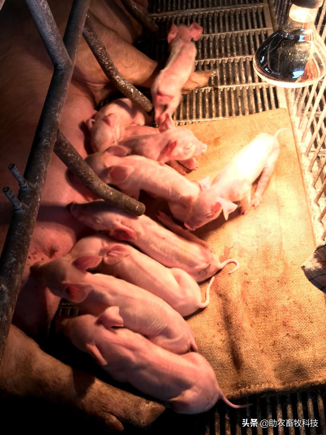 100头母猪养殖视频大全,中草药养母猪技术