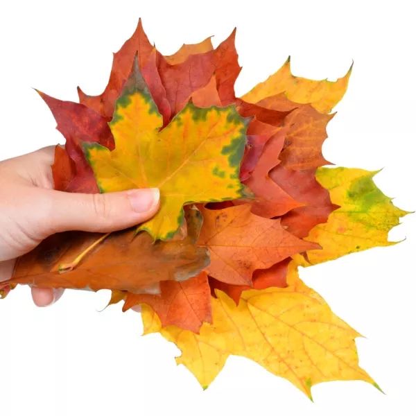 有多少种各种各样的小动物呢,用落叶做可爱的小动物