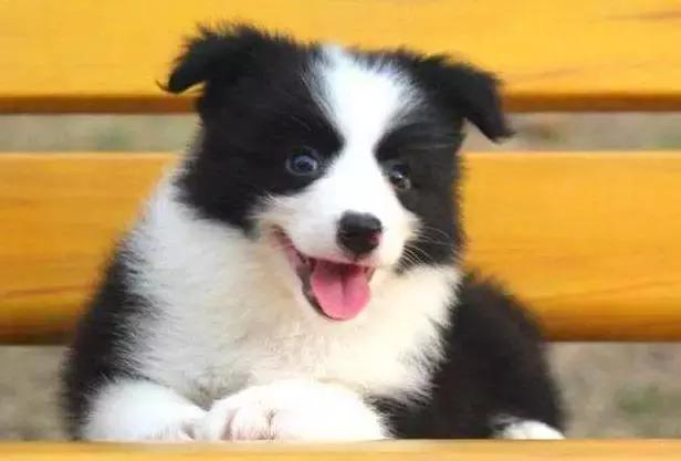 边境牧羊犬的性格特征有哪些呢,东德牧羊犬性格缺点