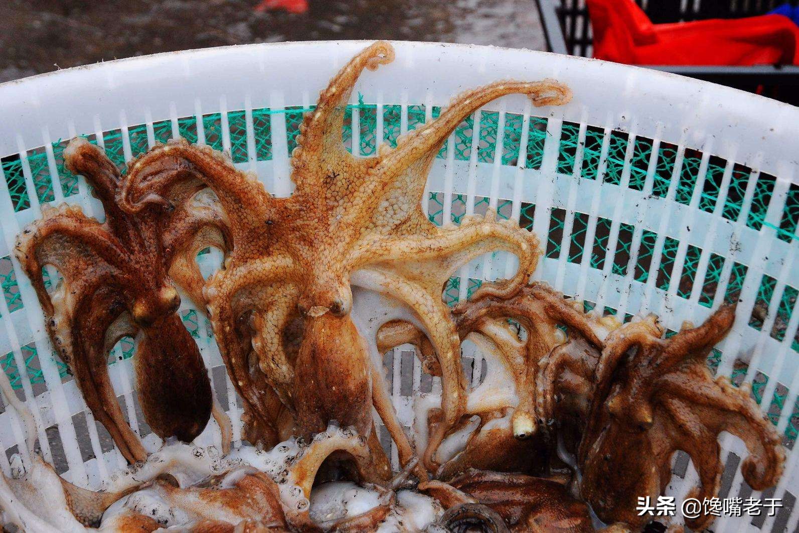 八爪鱼越煮越硬吗,八爪鱼要怎么做才不会缩水严重