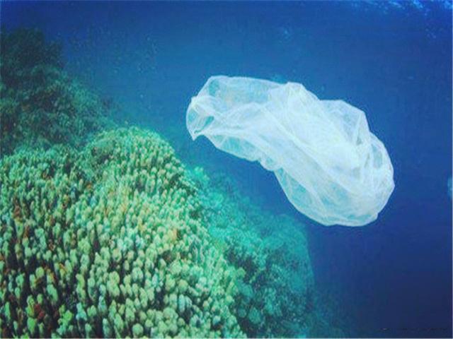 海狮在渔网里,海狮是一直在水下生存吗