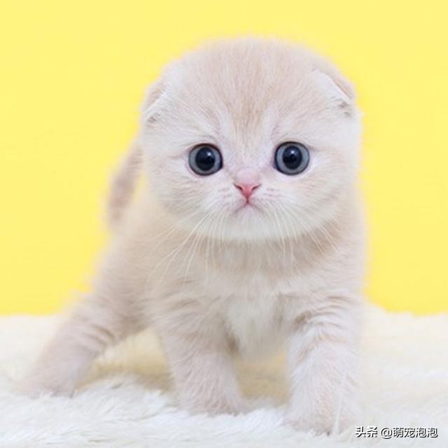 这些品种的猫你见过吗,你知道猫的五个特点吗