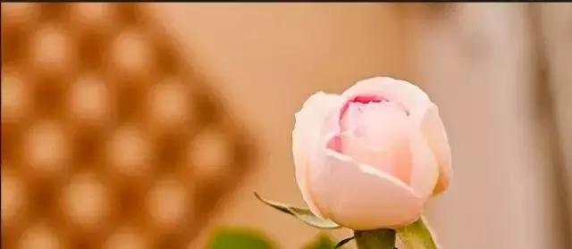 4000种不一样的玫瑰品种大全,100种玫瑰品种图鉴大全