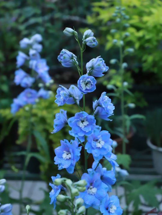 常考易错多音字大全,200个常考易错成语