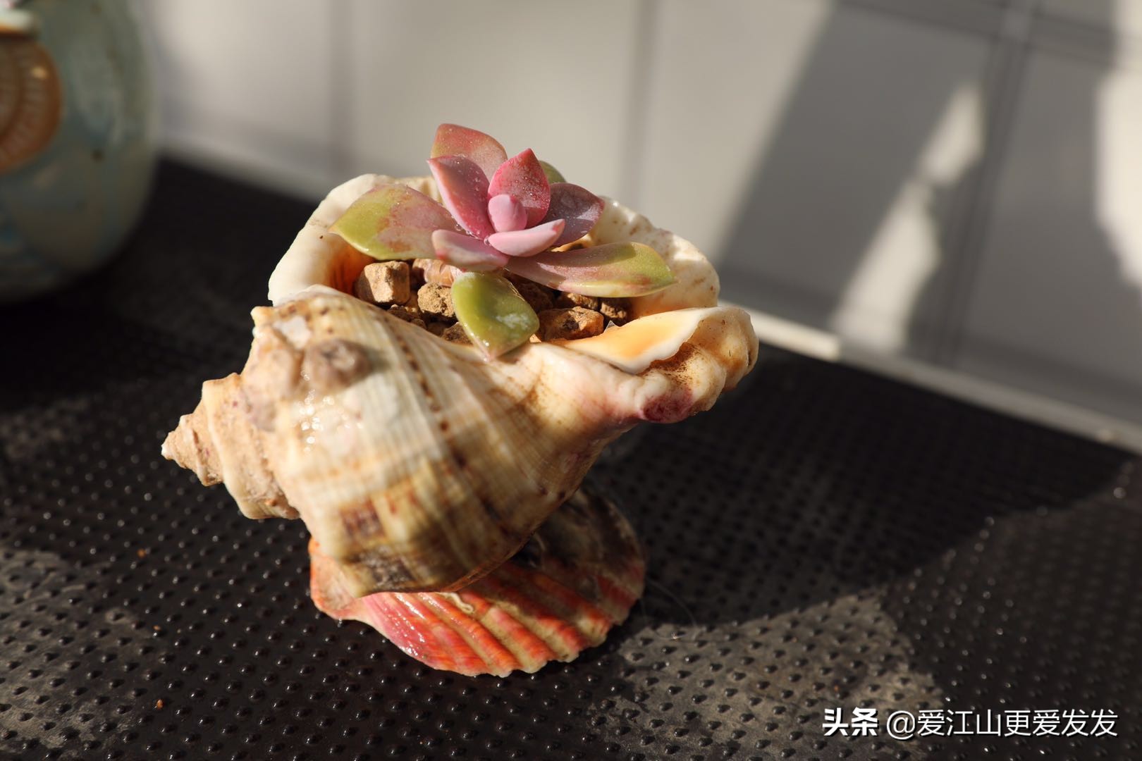 海螺贝壳多肉,生蚝壳做多肉盆