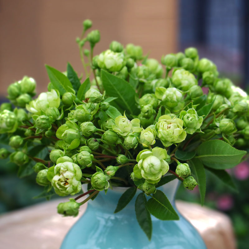 20种必买月季品种图片,网购月季有哪些品种好活