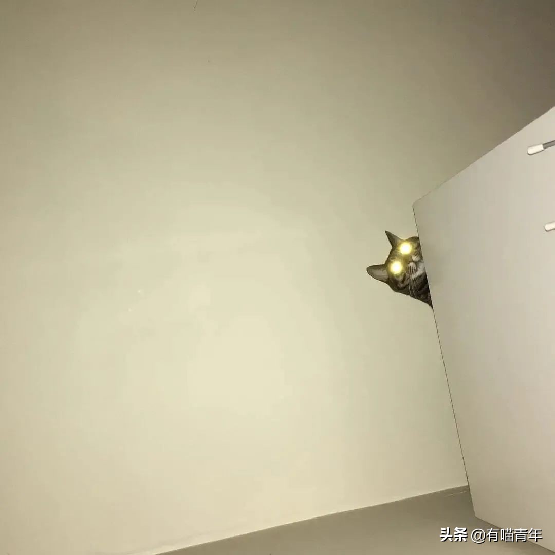 橘猫为什么是魔鬼,橘猫的恐怖之处