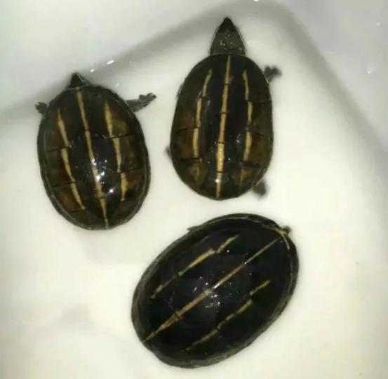 捡的大乌龟能养吗有没有忌讳什么,野生龟与饲养乌龟的区别