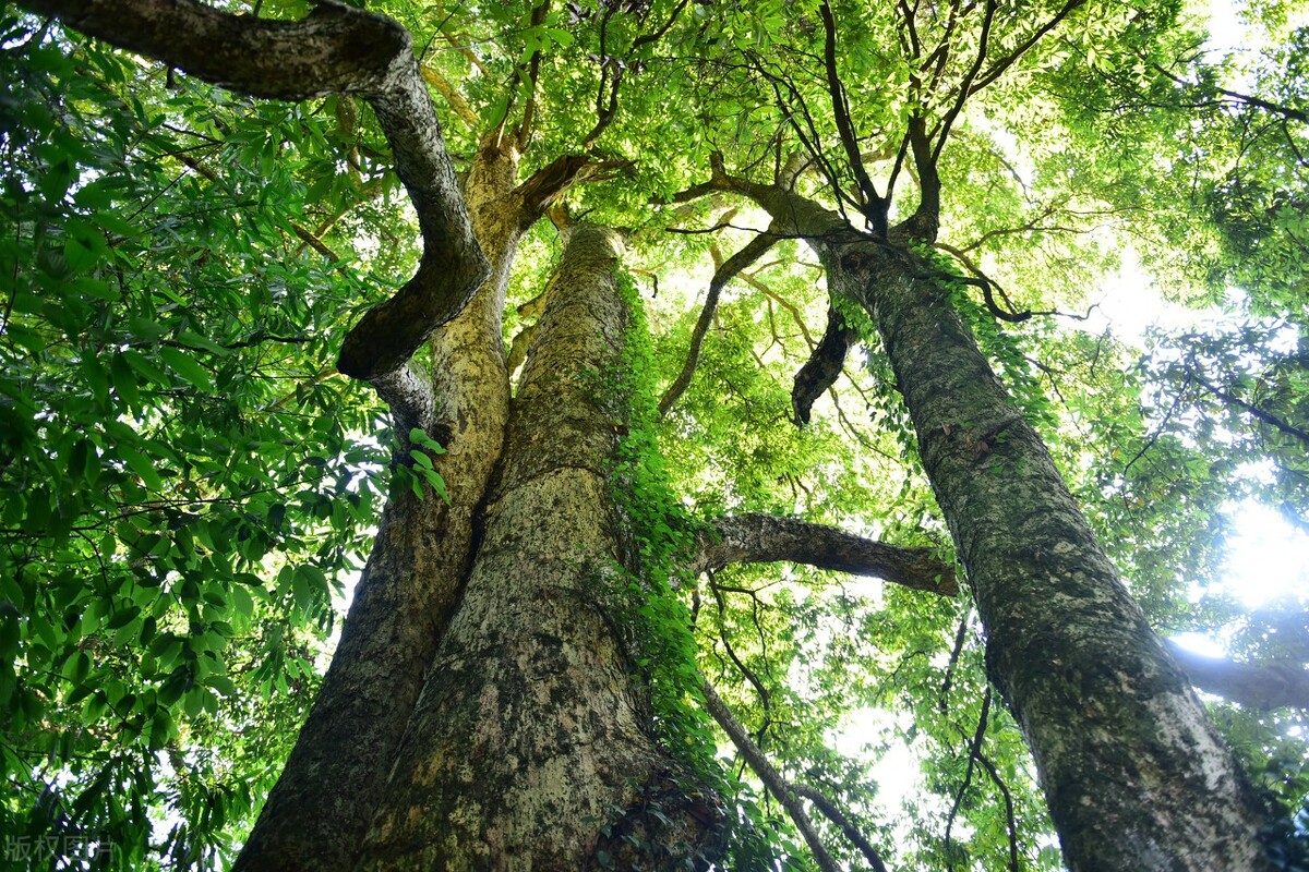 千年楠树被盗伐,为什么金丝楠木都掉价了