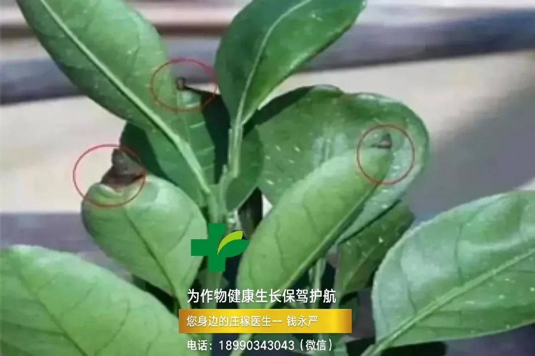 柑橘缺钙生理病害 (柑橘缺钙症状视频)