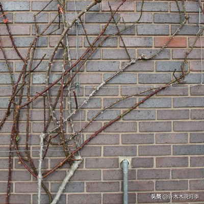 月季从小苗到大苗如何养,藤本月季花苗修剪教程