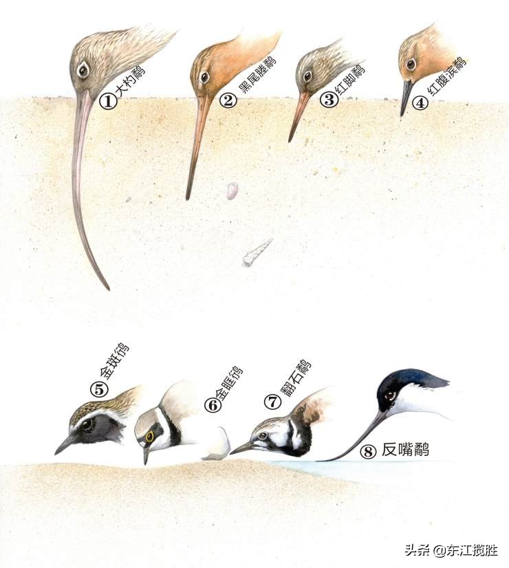 广东常见鸟类图谱图文,广东常见鸟类图谱